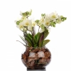 Fanusta Mini Orkide