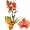 Turuncu Orkide