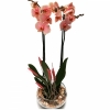 phalaenopsis Orkide